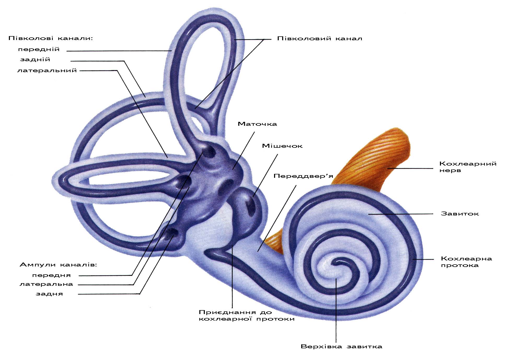 Улитка орган равновесия. Вестибулярный аппарат внутреннего уха строение. Внутреннее ухо вестибулярный аппарат. Строение улитки и вестибулярного аппарата. Улитка вестибулярный аппарат.