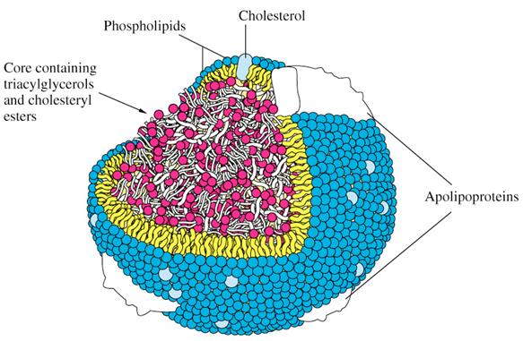 http://www.apsu.edu/thompsonj/Anatomy%20&%20Physiology/2020/2020%20Exam%20Reviews/Exam%203/lipoprotein%20diagram.jpg