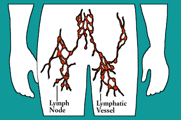 lymph node
