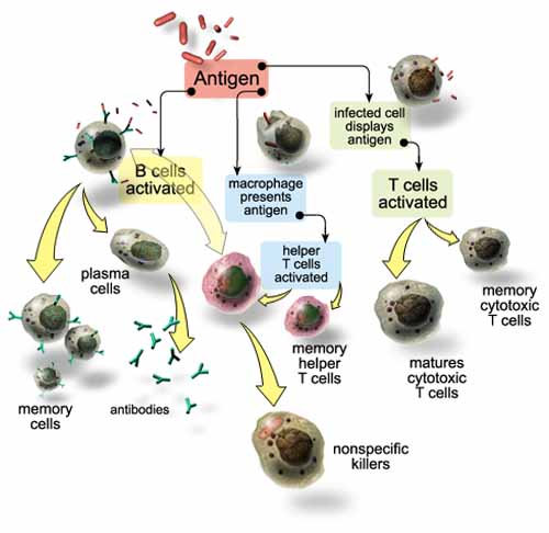 Overview of how our immune response system guards against infection