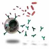 T cells and antigens