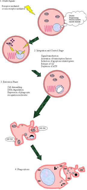 http://www.hpc.msstate.edu/npebc/seminars-s03/bhanot_npebc/phagocytosis.gif