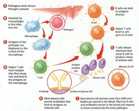 http://www.hpc.msstate.edu/npebc/seminars-s03/bhanot_npebc/antibodies.jpg