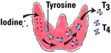 http://www.endocrineweb.com/images2/T3.gif