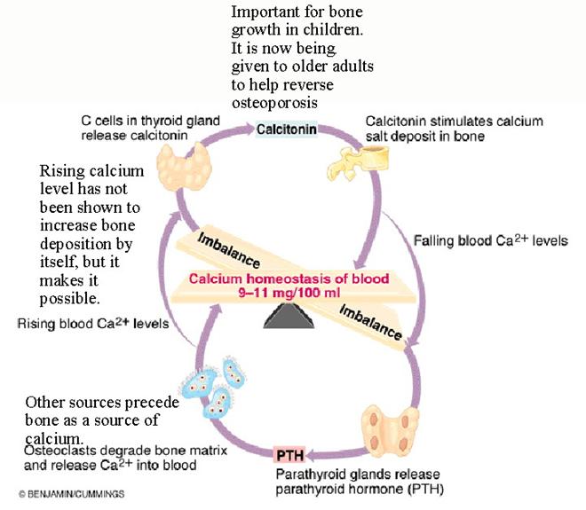 http://webanatomy.net/anatomy/pth-calcitonin.jpg