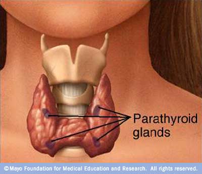 http://www.riversideonline.com/source/images/image_popup/pthyroid.jpg