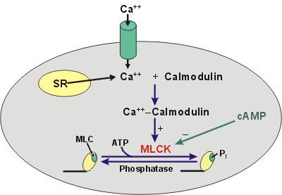 http://www.cvphysiology.com/Blood%20Pressure/BP026_smooth_muscle_contraction.gif