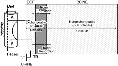http://www.endotext.org/parathyroid/parathyroid2/figures2/figure1.gif