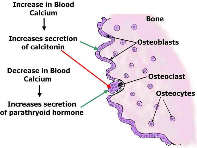 http://instruction.cvhs.okstate.edu/Histology/HistologyReference/hrendo7.jpg