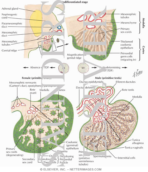 http://www.netterimages.com/images/vpv/000/000/006/6541-0550x0475.jpg