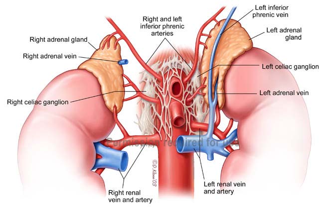 http://www8.georgetown.edu/dml/facs/graphics/images/Adrenal-color.jpg