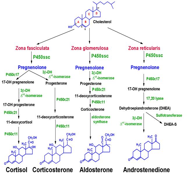 adrenalsteroidsynthesis