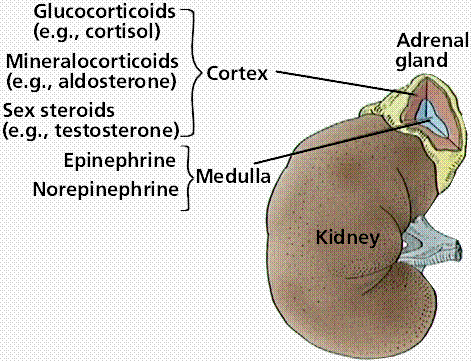 http://media.medicalcentral.com/picadrenalcortex.gif