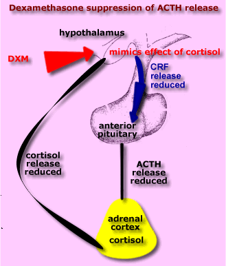 http://www.flyfishingdevon.co.uk/salmon/year3/psy337DepressionTheory/dxm_hypothalamus.gif