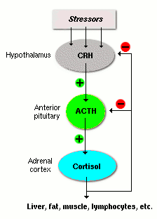 http://www.vivo.colostate.edu/hbooks/pathphys/endocrine/adrenal/feedback.gif