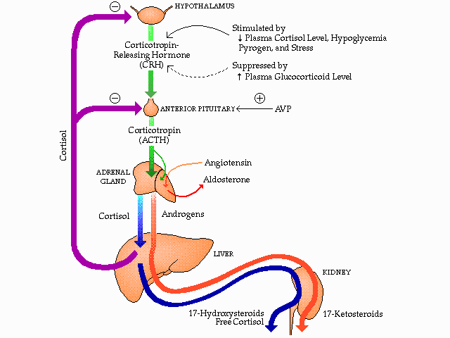 http://www.cushings-help.com/images/adrenal-function.gif