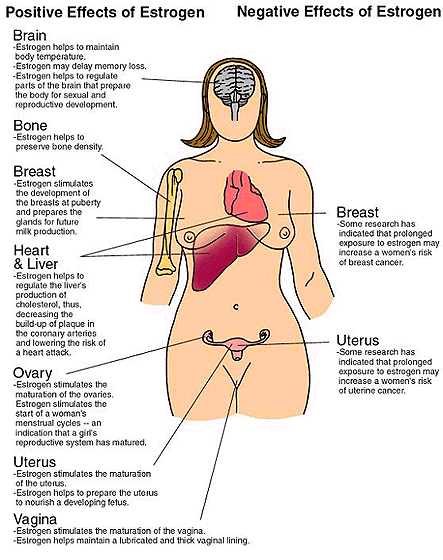 http://www.healthorchid.com/content/consumer/estrogen_effects_files/estrogen_effects_women.gif