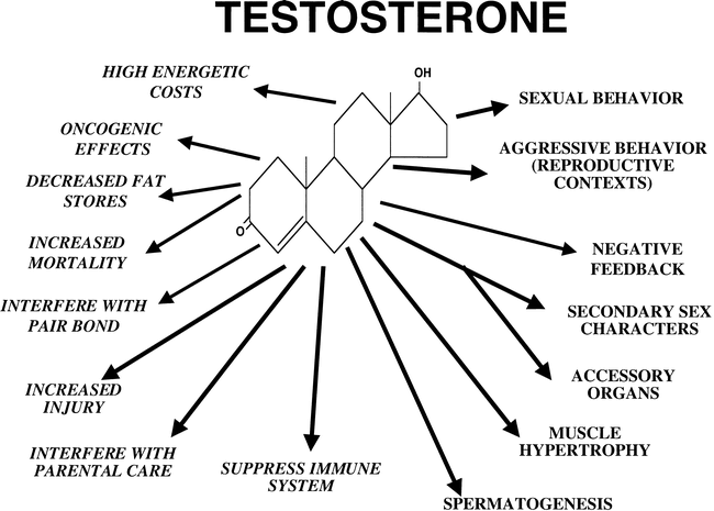http://stuffem.files.wordpress.com/2007/12/testosterone_functions.gif