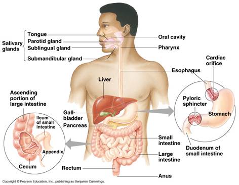 http://www.shs.issaquah.wednet.edu/teachers/vernon/IB%20Biology%20II_files/Digestion%20Folder/41-13-HumanDigestiveSys-L.jpg