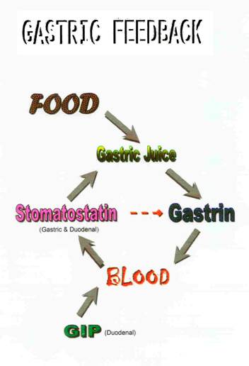 http://www.uta.edu/biology/henry/classnotes/2458/Gastric%20Feedback.jpg