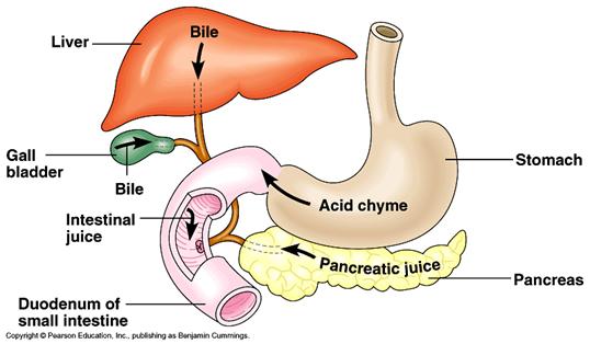 http://www.shs.issaquah.wednet.edu/teachers/vernon/IB%20Biology%20II_files/Digestion%20Folder/41-16-Duodenum-L.gif
