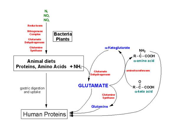 http://www.med.unibs.it/~marchesi/nitrogenflow.jpg