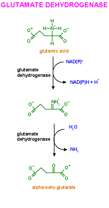 http://www.med.unibs.it/~marchesi/glutamate.gif