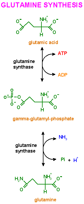 http://www.med.unibs.it/~marchesi/glutamine.gif