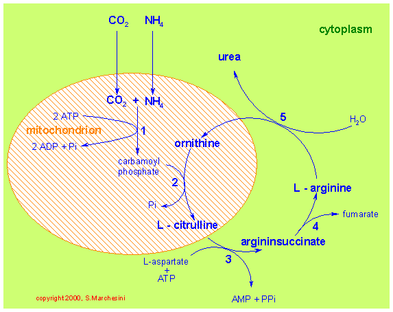http://www.med.unibs.it/~marchesi/ureacycl.gif