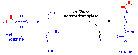 http://www.med.unibs.it/~marchesi/urea2.gif