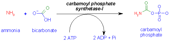http://www.med.unibs.it/~marchesi/urea1.gif
