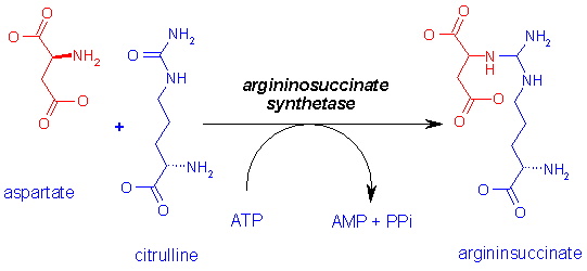 http://www.med.unibs.it/~marchesi/urea3.gif
