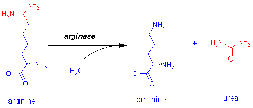 http://www.med.unibs.it/~marchesi/urea5.gif