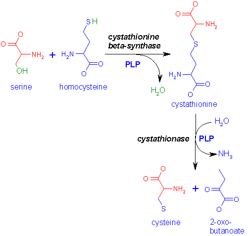 http://www.med.unibs.it/~marchesi/cysteine_synth.gif