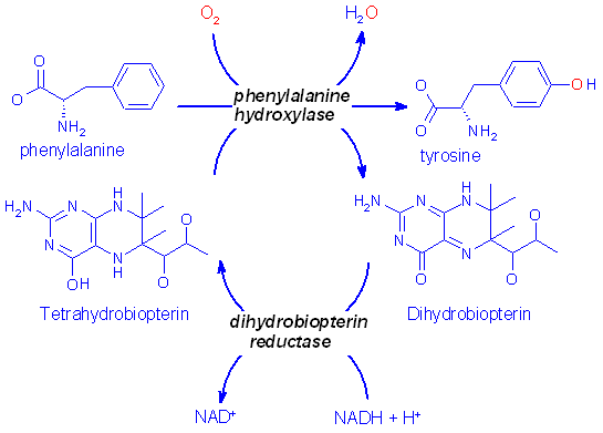 http://www.med.unibs.it/~marchesi/tyrosinesynthesis.gif