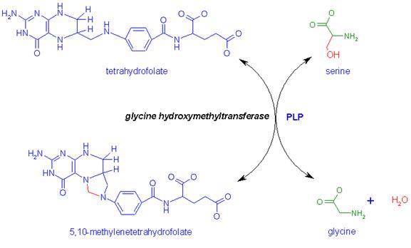 http://www.med.unibs.it/~marchesi/glycine_synth.gif