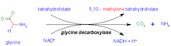 http://www.med.unibs.it/~marchesi/glycine_decarb.gif