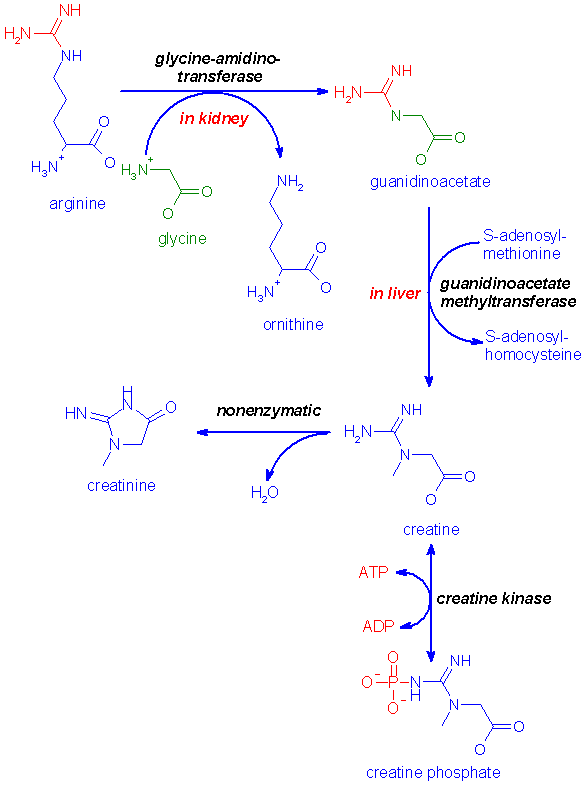 http://www.med.unibs.it/~marchesi/creatinesynthesis.gif