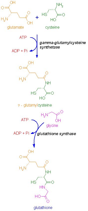 http://www.med.unibs.it/~marchesi/glutathione.gif