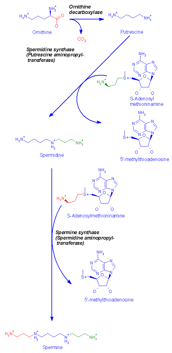 http://www.med.unibs.it/~marchesi/polyamine_synth.gif