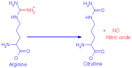 http://www.med.unibs.it/~marchesi/no_synthase.gif