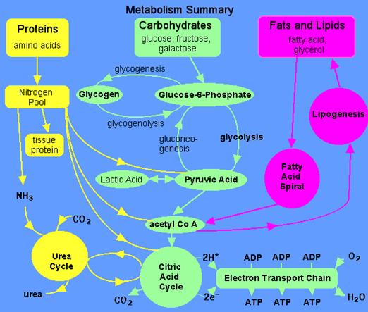 http://www.elmhurst.edu/~chm/vchembook/images/590metabolism.gif