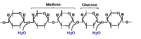 amylase