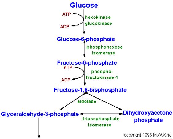 http://web.indstate.edu/thcme/mwking/glycolysispathway_a.gif