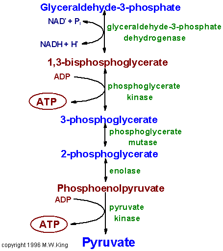 http://web.indstate.edu/thcme/mwking/glycolysispathway_b.gif