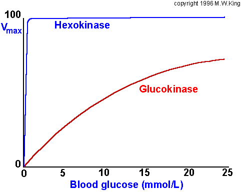 http://web.indstate.edu/thcme/mwking/hexokinasereaction.gif