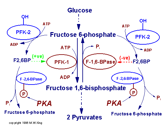 http://web.indstate.edu/thcme/mwking/fructose26bisphosphate.gif