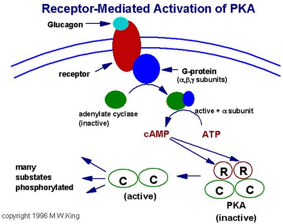 http://web.indstate.edu/thcme/mwking/pkacamp.jpg