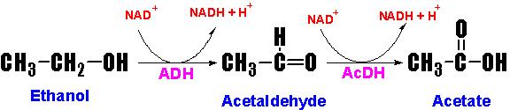 http://web.indstate.edu/thcme/mwking/alcoholmetabolism.jpg