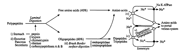 http://www.gravitywaves.com/chemistry/CHE452/images/ProtDig.gif